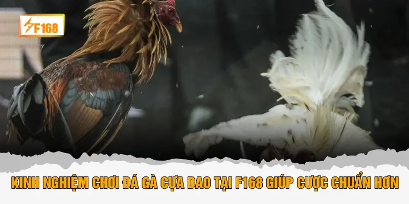 Kinh nghiệm chơi đá gà cựa dao tại F168 giúp cược chuẩn hơn